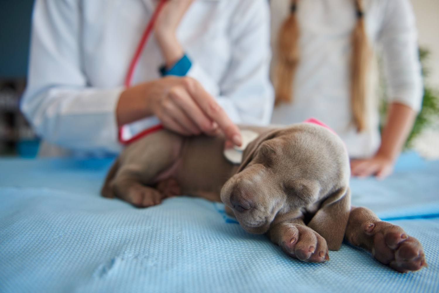Veterinarian examining a puppy during a veterinary care visit in Southeastern Massachusetts