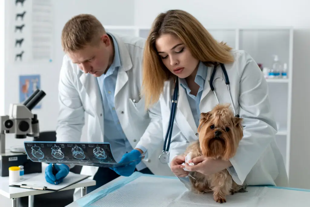 Veterinarians performing pet diagnostic imaging on a dog during a veterinary ultrasound and X-ray evaluation.
