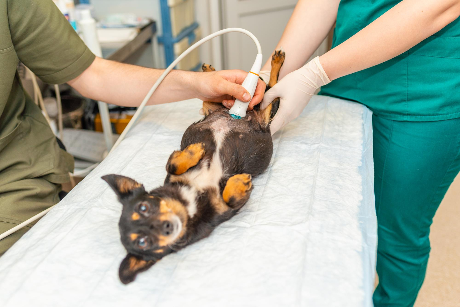 Veterinarians performing an ultrasound examination on a dog during a pet diagnostic imaging procedure.

