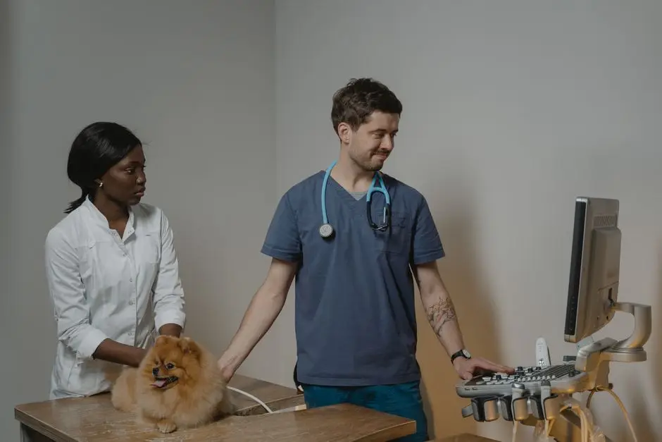 Veterinary diagnostic imaging ultrasound exam helps evaluate a dog’s internal organs and support accurate diagnosis.