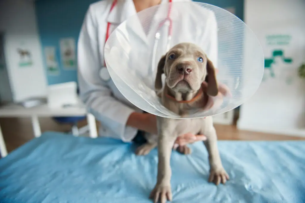 Puppy wearing a protective cone during veterinary care after surgery, supporting dog surgery recovery and post-surgery care.