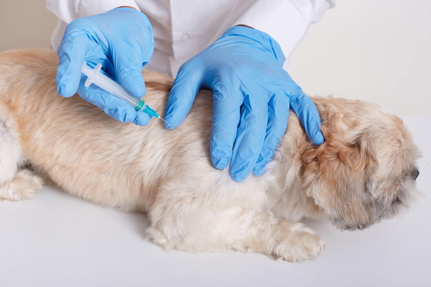 Veterinarian administering an injection to a dog during a pre-surgical medical examination and veterinary care.