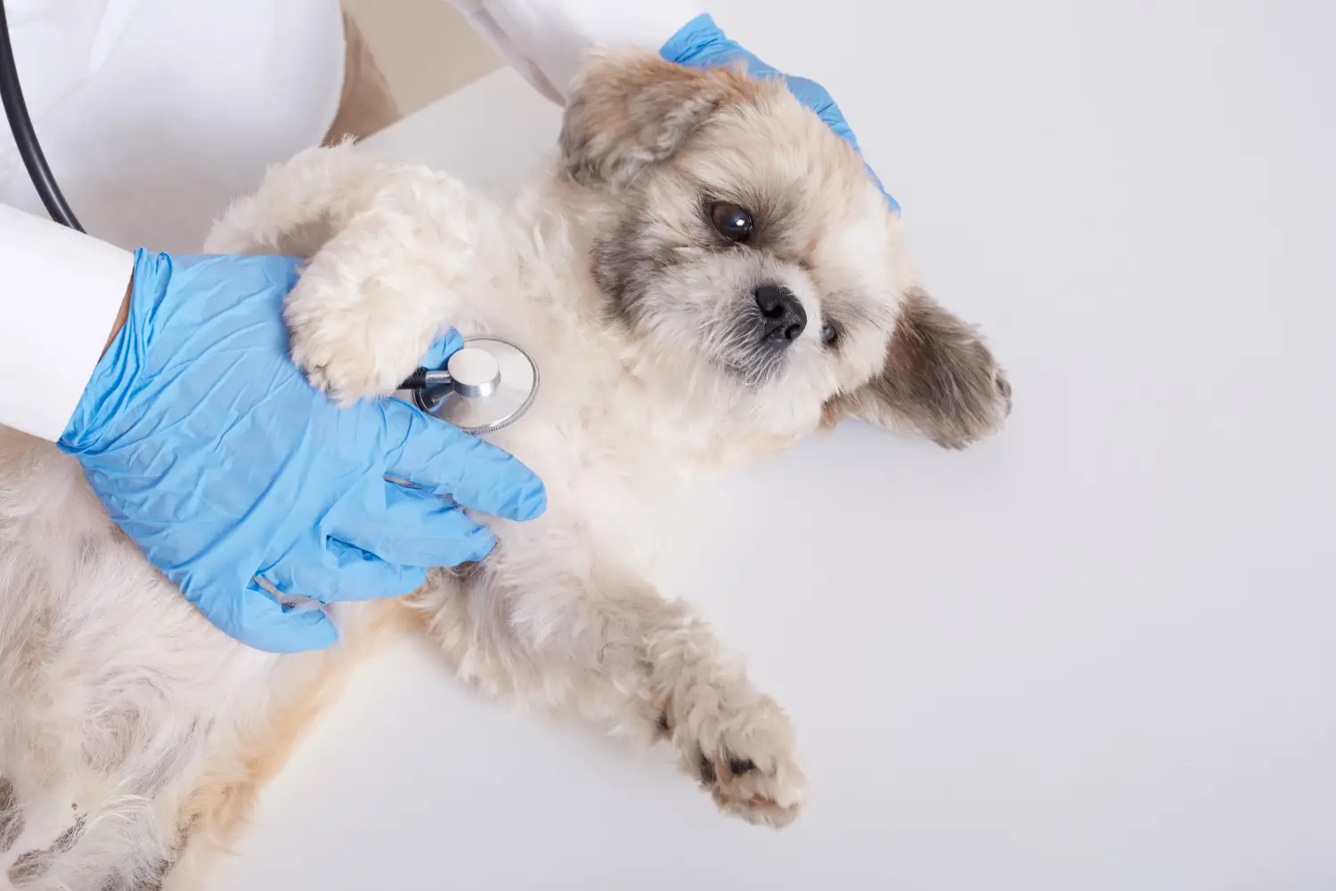 Veterinarian examining a dog during a pre-anesthetic examination before pet surgery.
