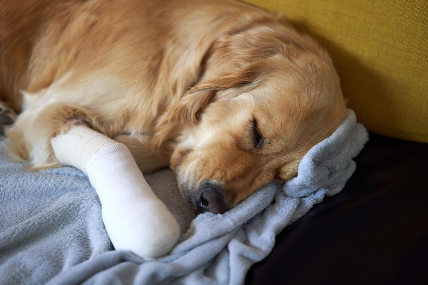 Golden retriever resting after pet surgery with a bandaged front leg during post-surgery recovery.