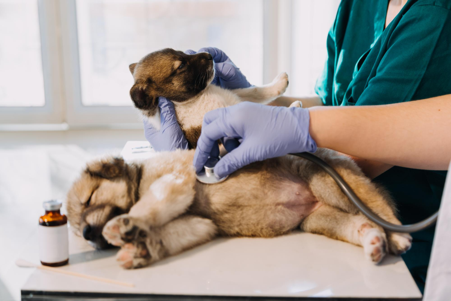 Veterinarian examining a puppy with a stethoscope during a routine health check at a veterinary clinic.