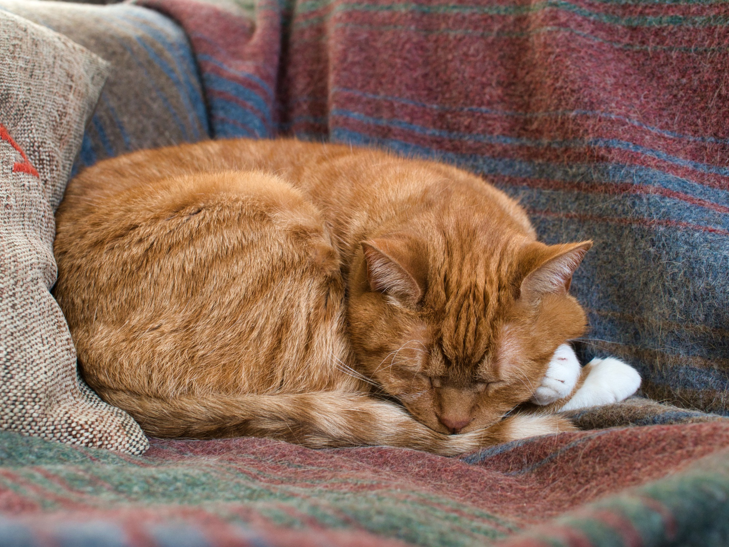 Cat resting comfortably during recovery while owners monitor behavior and comfort after surgery.