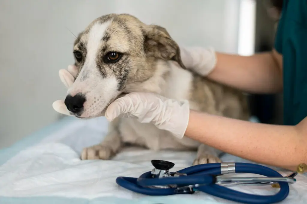 Veterinarian examining a senior dog during a pet wellness checkup in a veterinary clinic.