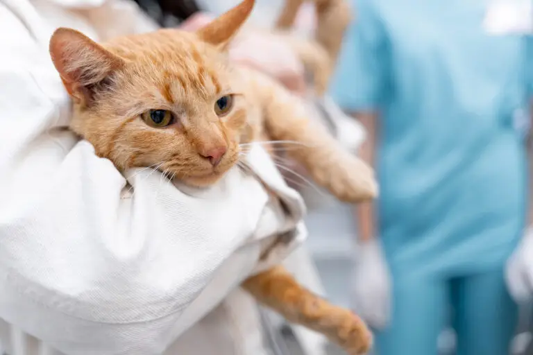 Orange cat resting comfortably after surgery during cat surgery aftercare at a veterinary hospital.