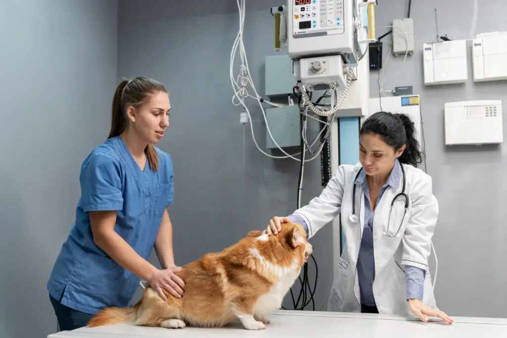 Veterinarian examining a dog during pet urgent care with veterinary diagnostic equipment inside a modern animal hospital.
