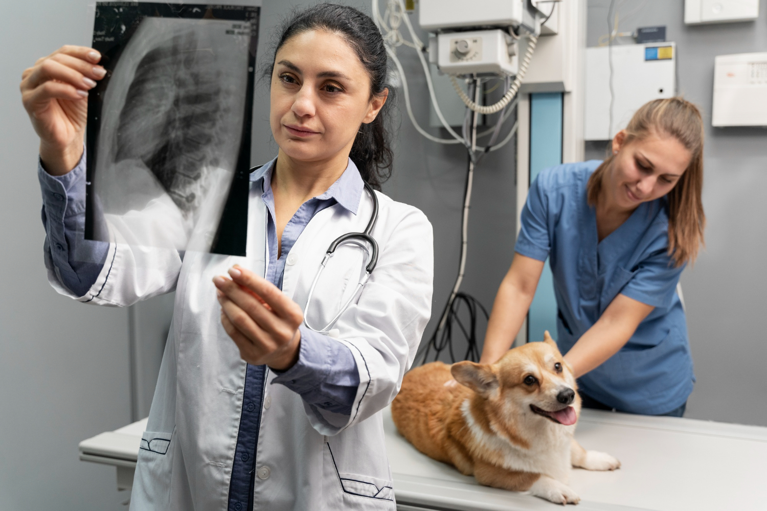 Veterinarian reviewing an X-ray during a pet diagnostic imaging examination at a veterinary clinic.