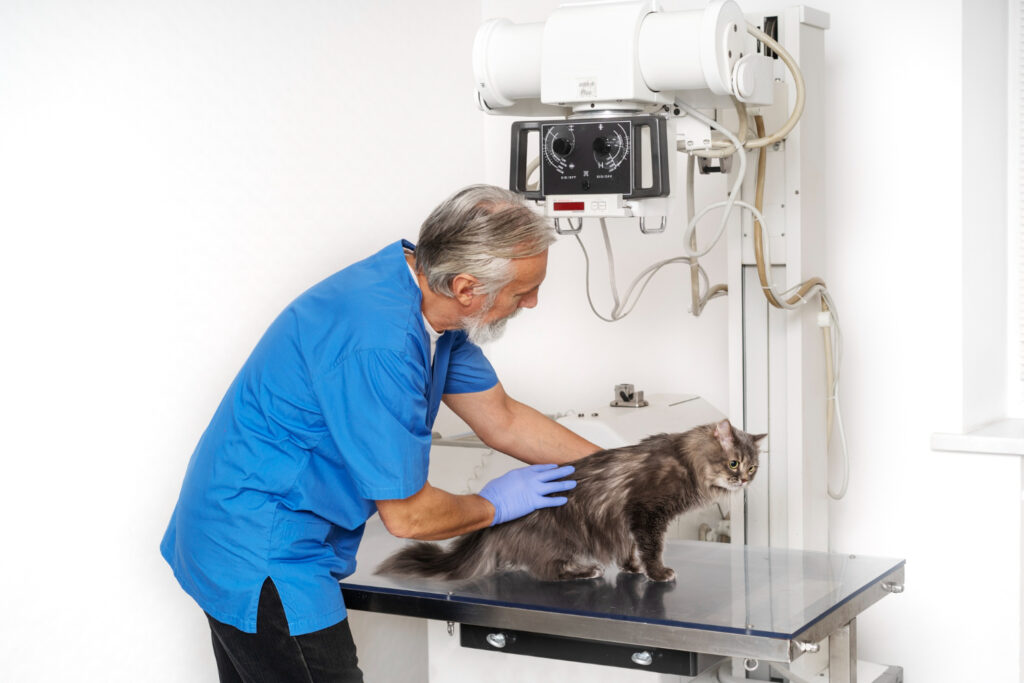 Veterinarian examining a senior cat on an X-ray table during a diagnostic imaging procedure.