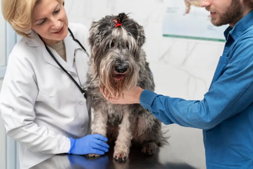 Emergency veterinarian examining a dog for urgent veterinary care at an animal hospital in Wareham MA