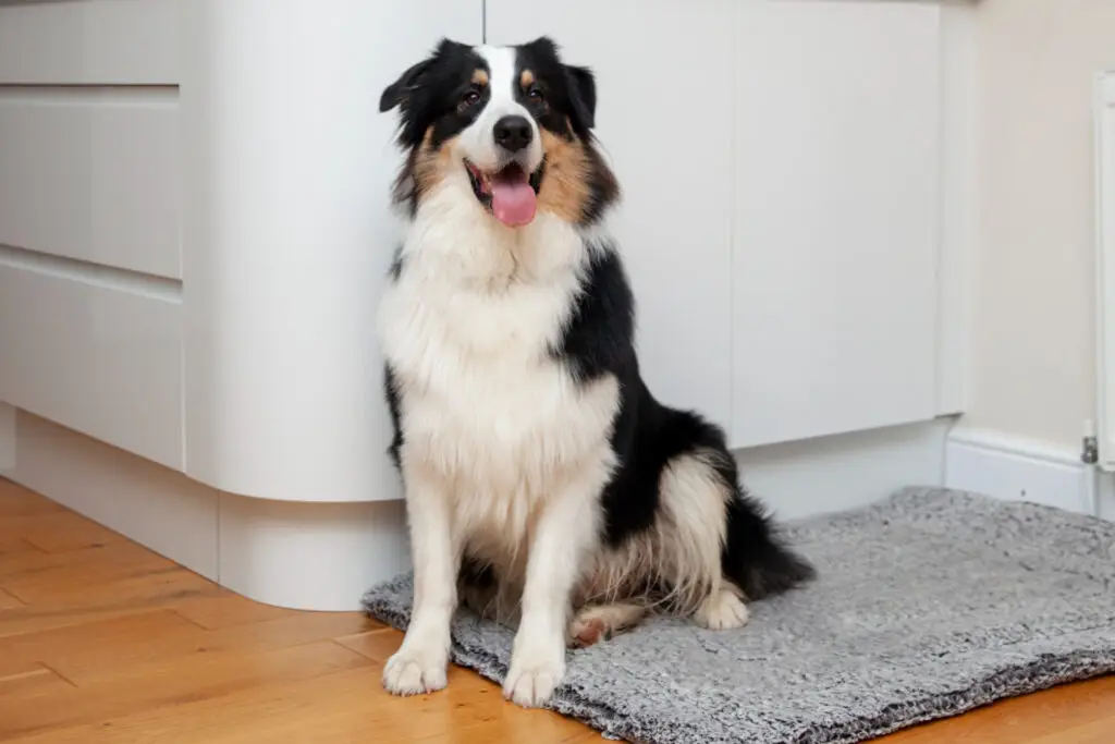 Senior black, white, and tan dog sitting on a gray mat in a bright kitchen, illustrating senior pet care.