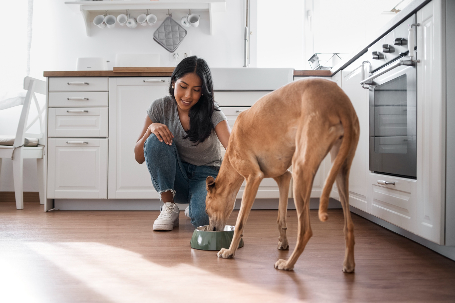 Senior dog eating from a bowl while its owner monitors its meal and nutrition.