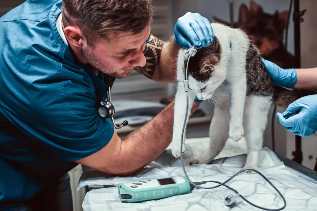 Veterinarian examining a cat before surgery with monitoring equipment in a veterinary clinic.