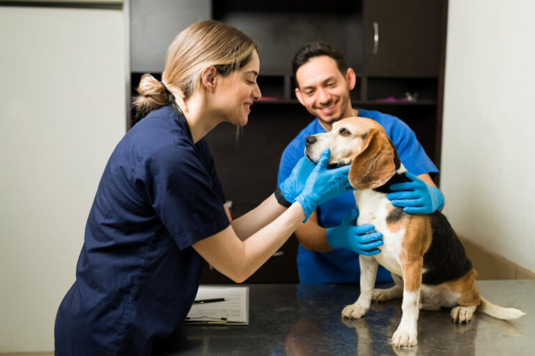 Veterinarian providing pet care to a dog during a routine veterinary examination in Wareham, MA.