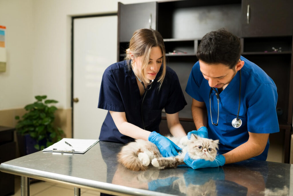 Veterinarians providing veterinary care during a pet health examination at an animal hospital in Massachusetts.