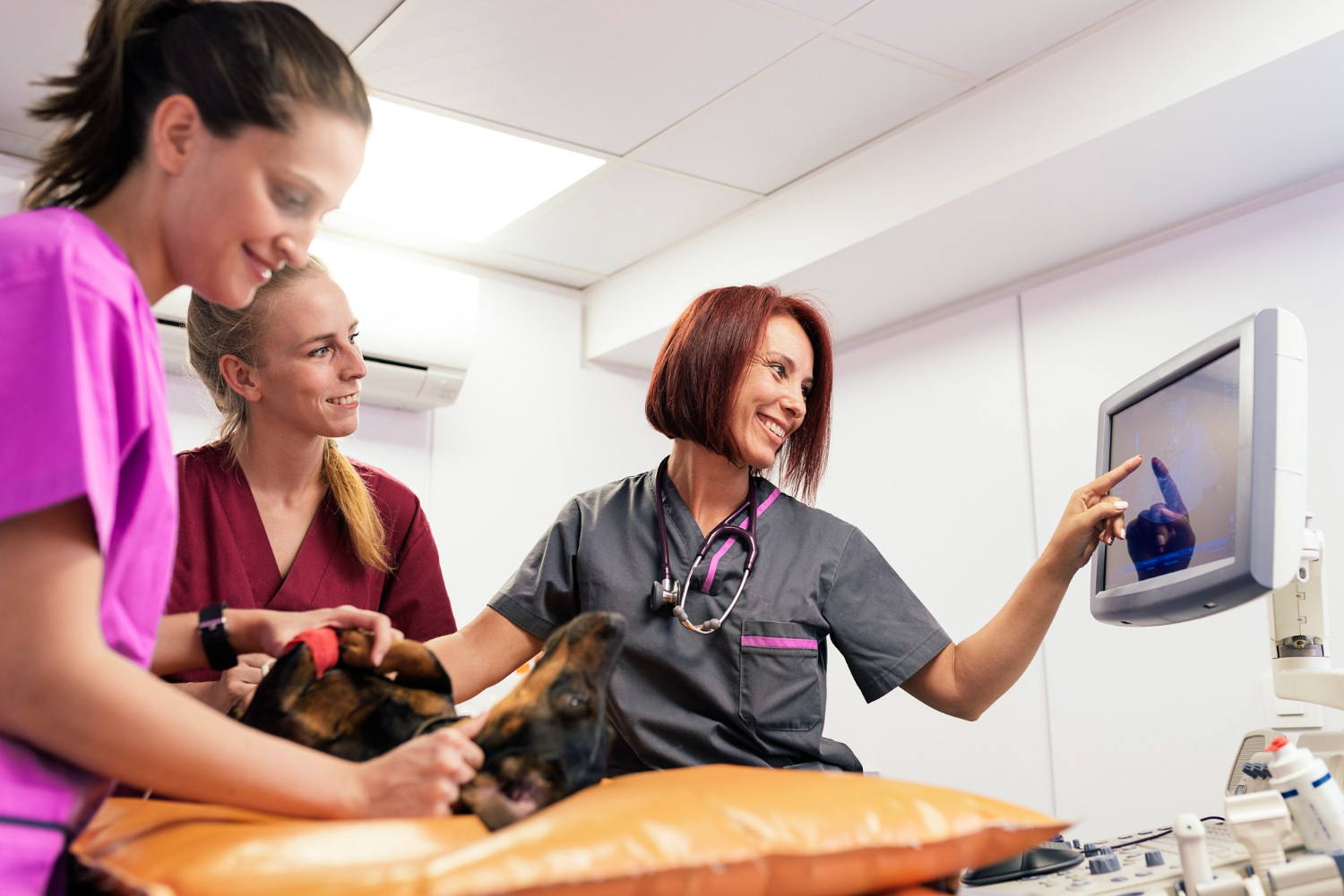Veterinary team performing advanced diagnostic imaging for a dog during a pet health examination in Wareham, MA.