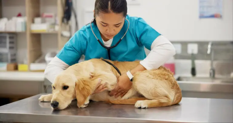 Veterinarian examining a sick dog during pet urgent care at a veterinary clinic for prompt medical evaluation and treatment.