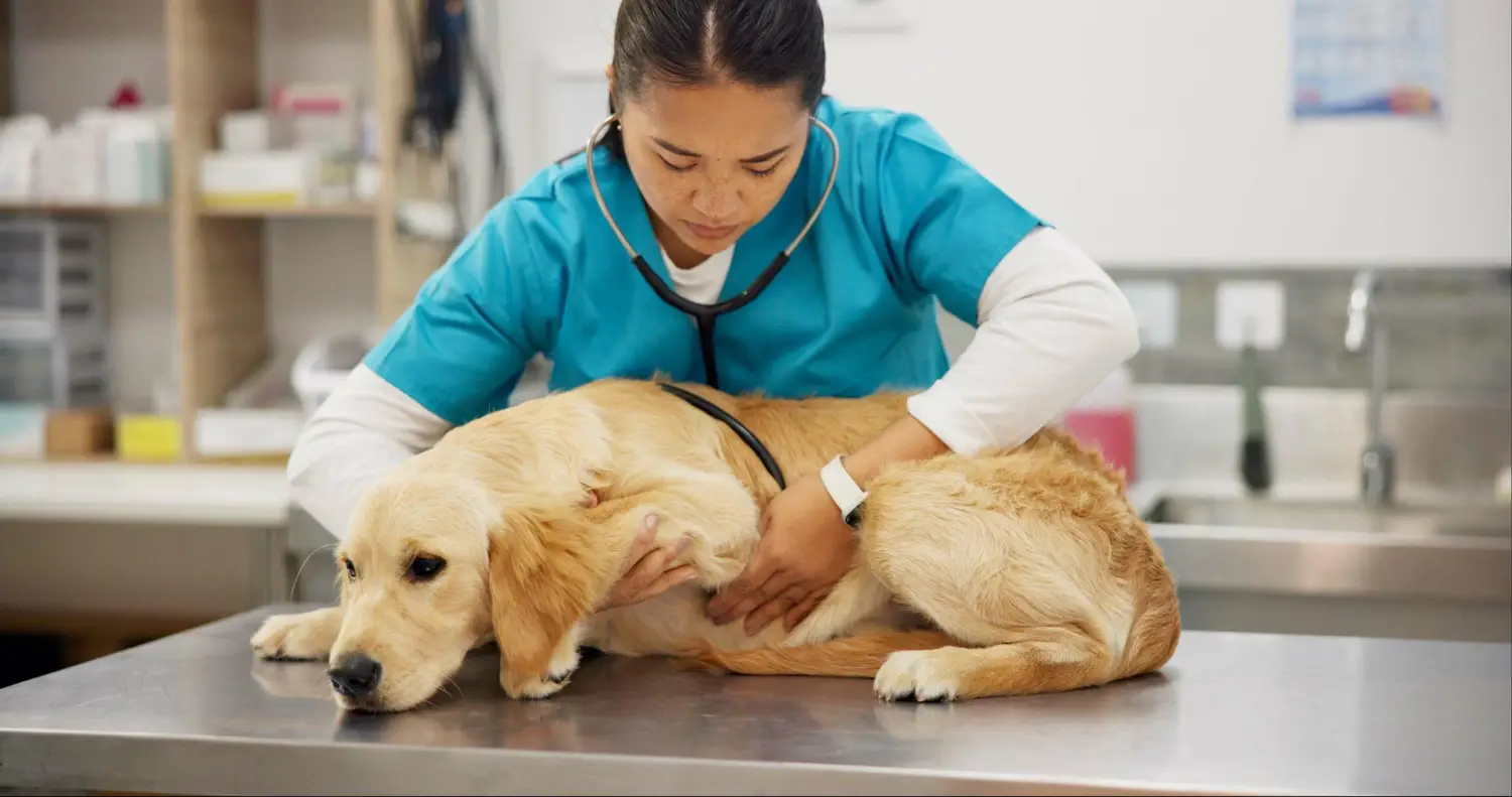 Veterinarian examining a sick dog during pet urgent care at a veterinary clinic for prompt medical evaluation and treatment.