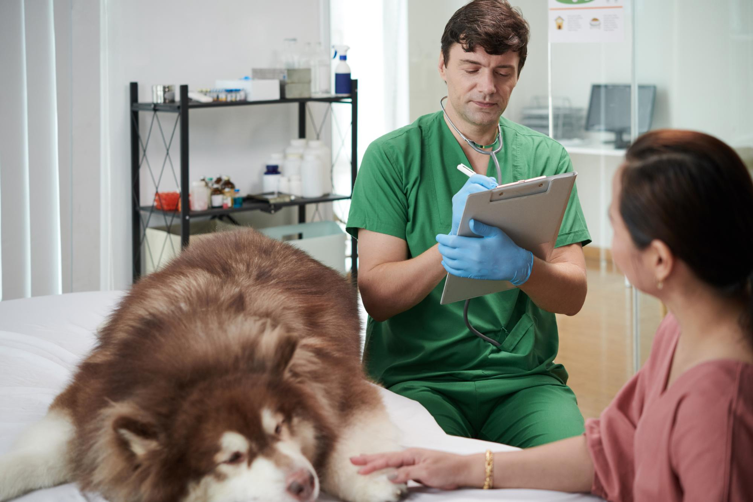 Veterinarian examining a dog during an emergency veterinary visit at an animal hospital in Wareham MA