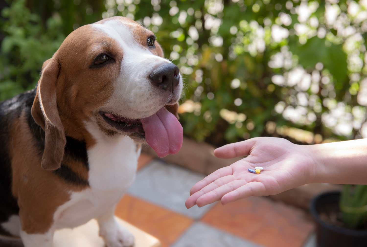 Dog receiving medication from its owner during post-surgery care and dog surgery recovery.