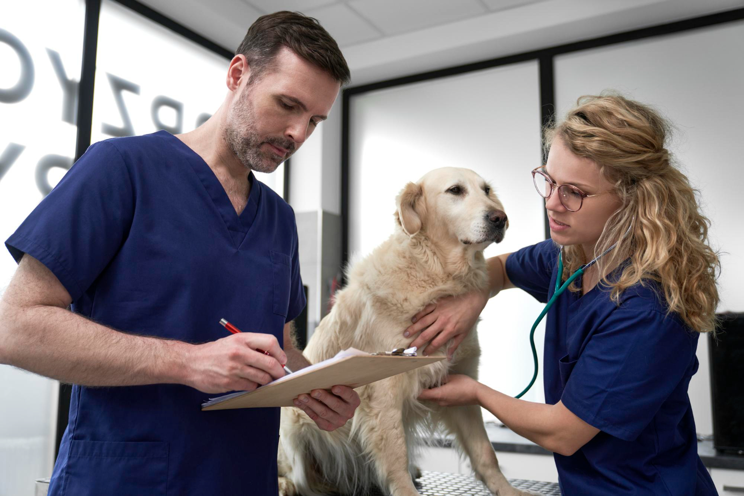 Veterinarians examining a senior dog during a comprehensive health check at a veterinary clinic.