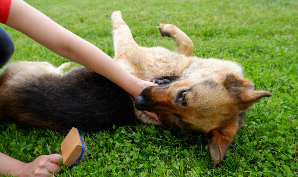 Pet owner providing first aid to an injured dog during a pet emergency outdoors.