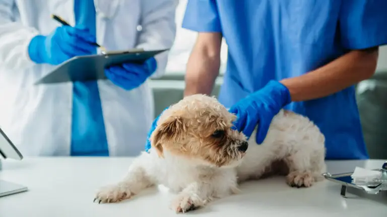 Veterinarian examining a dog during a same-day vet appointment at a veterinary clinic in Southeastern Massachusetts.