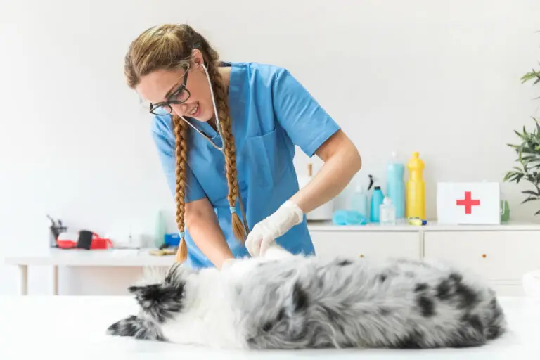 Veterinarian examining a dog during an urgent care visit at a veterinary clinic for a possible pet emergency and injury.