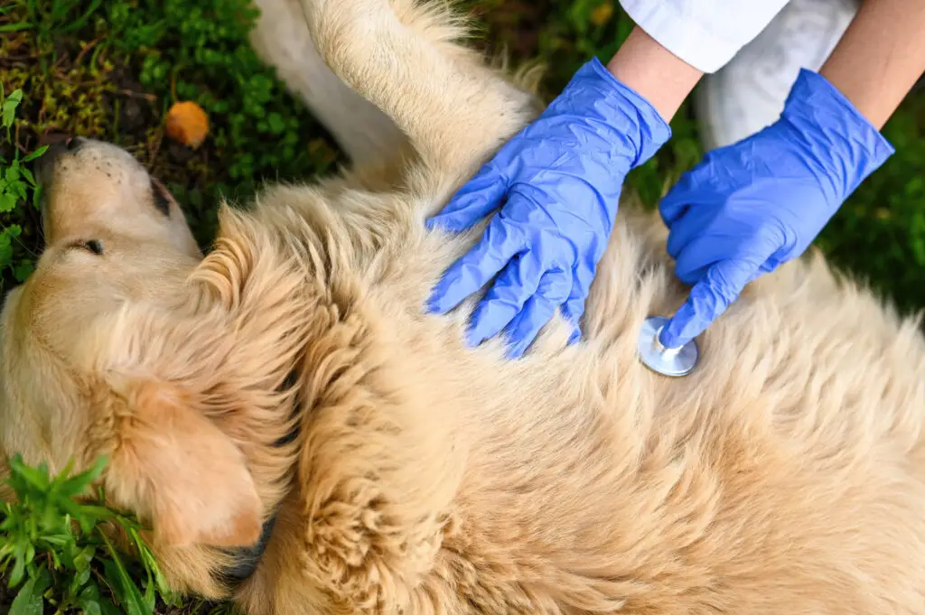 Veterinarian examining a golden retriever with a stethoscope during a pet echocardiogram and heart health check at a veterinary clinic.