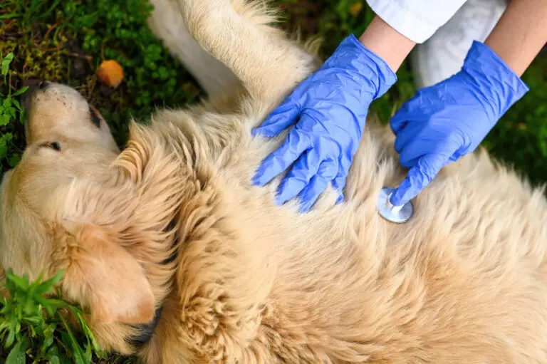 Veterinarian examining a golden retriever with a stethoscope during a pet echocardiogram and heart health check at a veterinary clinic.