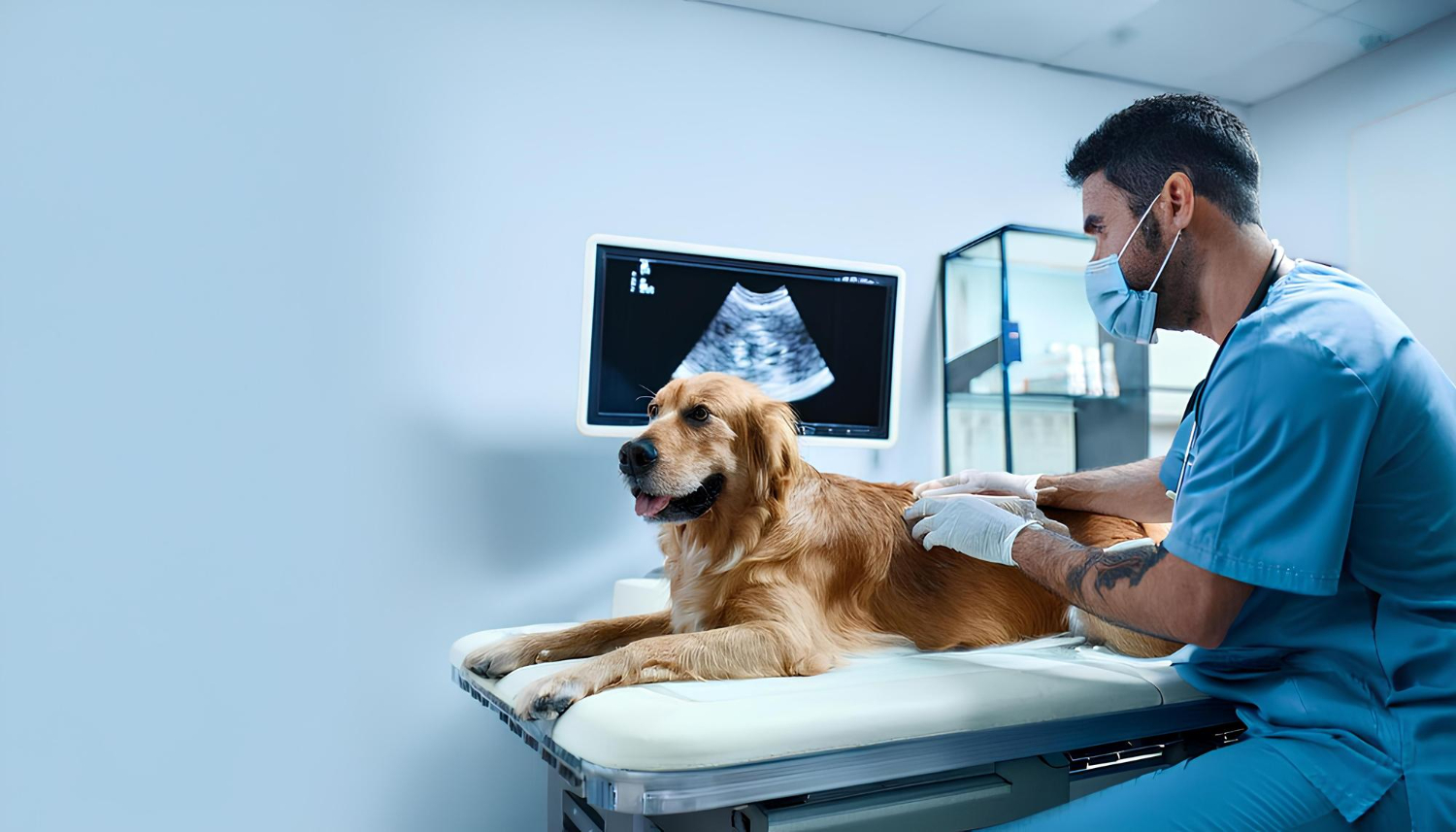 Veterinarian examining a golden retriever during a pet echocardiogram with an ultrasound machine in a veterinary clinic.