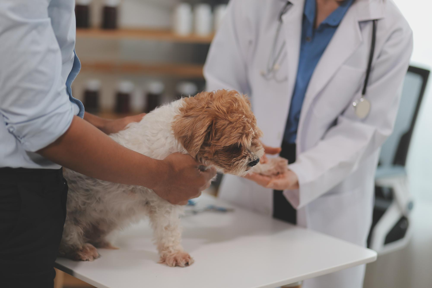 Veterinarian examining a dog during a same-day vet appointment at a veterinary clinic in Southeastern Massachusetts.