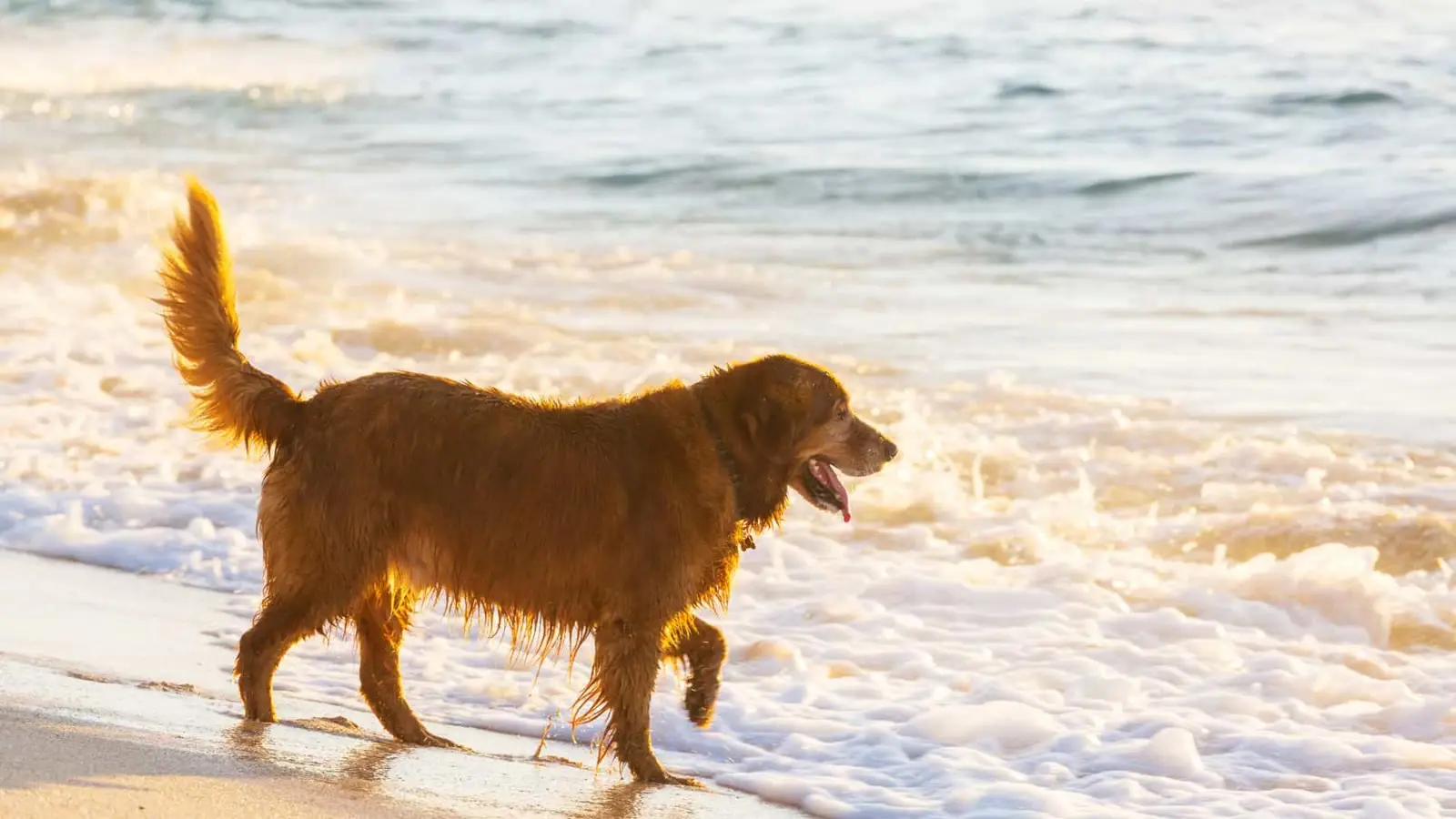 Wet golden retriever walking along a sunlit beach shoreline with waves