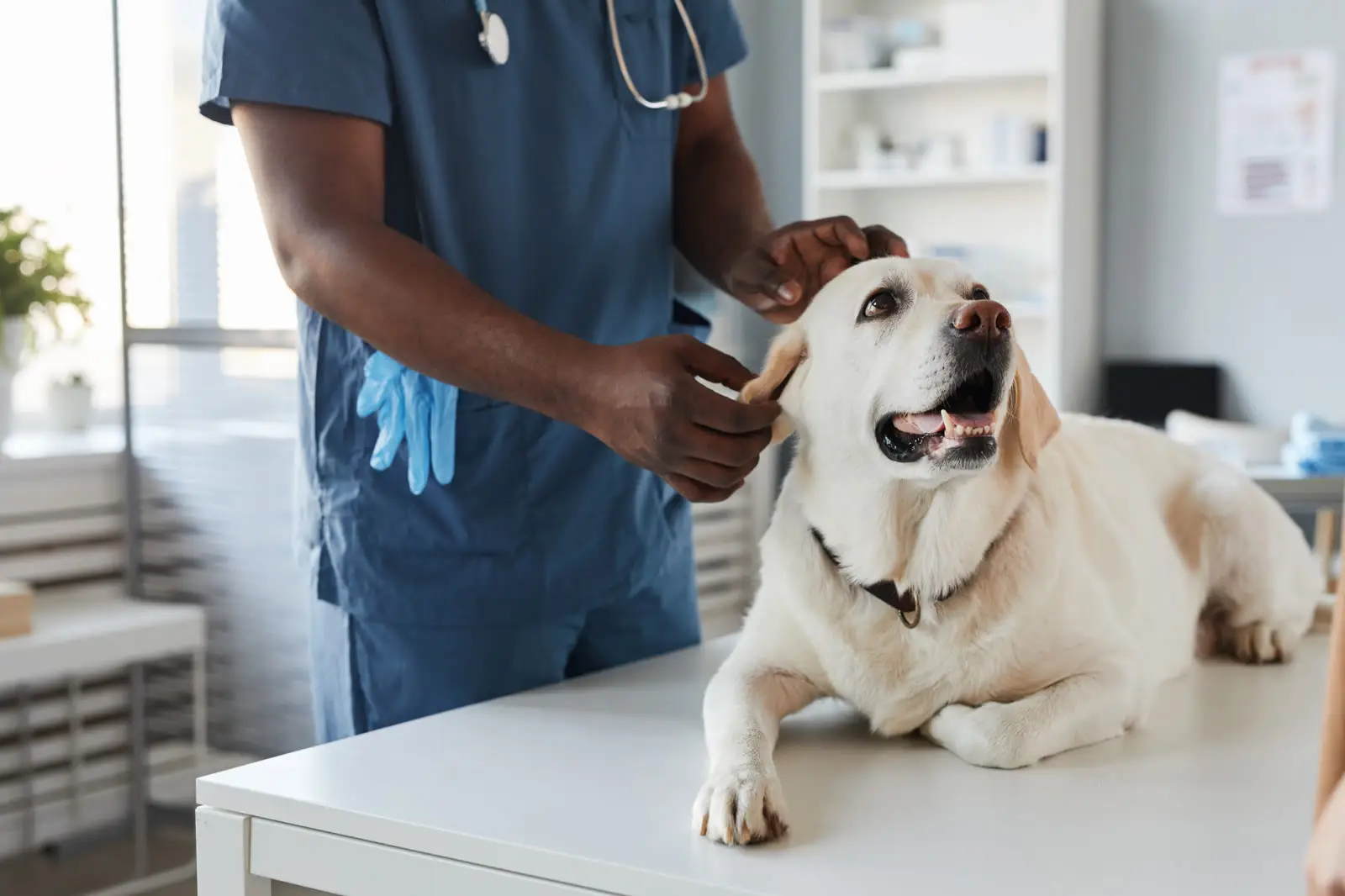 Veterinarian examining a Labrador's ear on an exam table