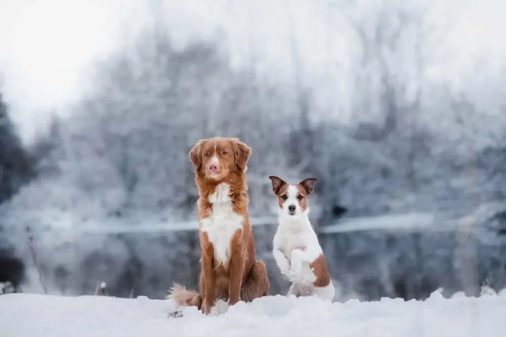 Two dogs, one brown and white, sitting in snowy winter landscape