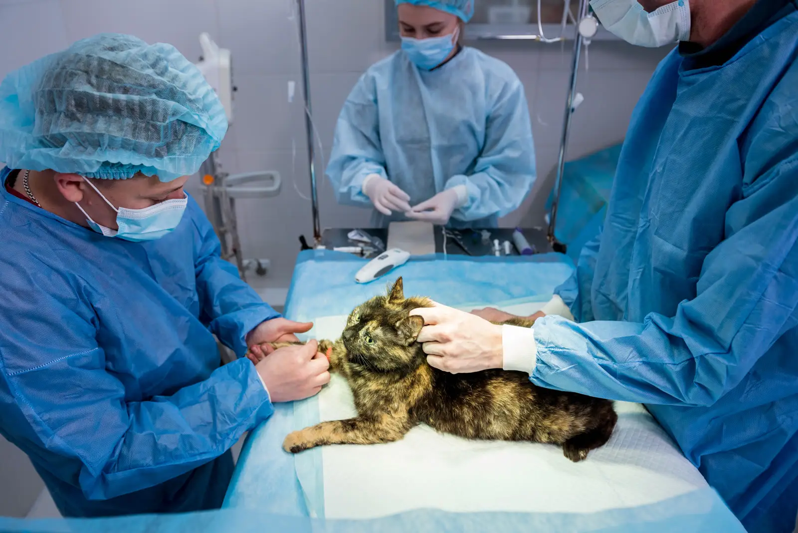 Veterinary team in scrubs and masks preparing a tortoiseshell cat for surgery