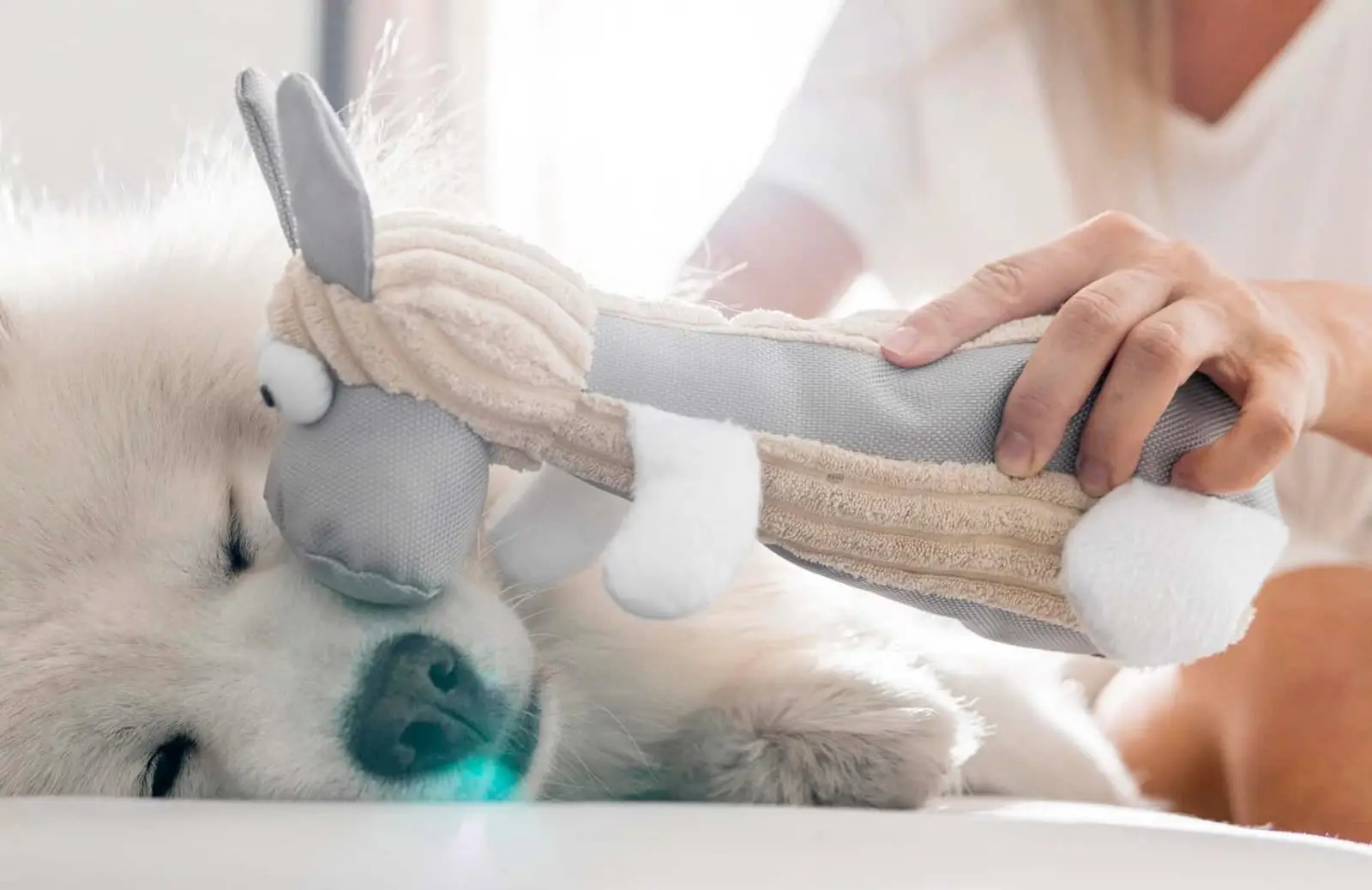 Fluffy white dog with a plush donkey toy held by owner's hand