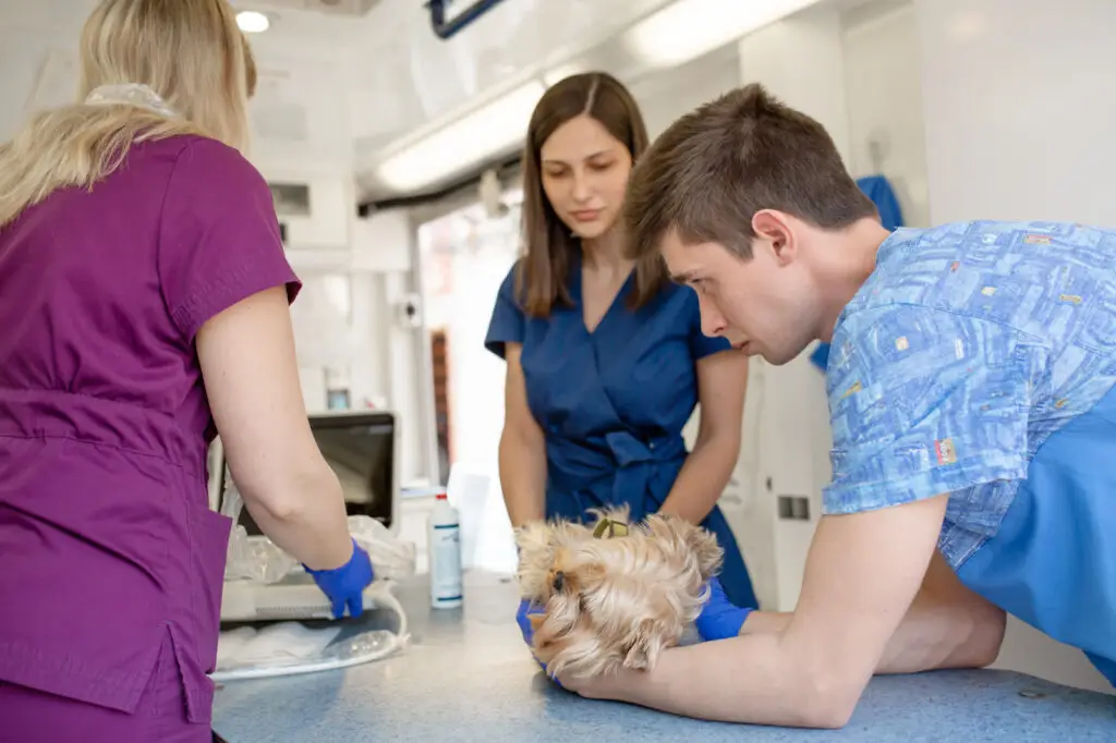 Veterinary team in scrubs examining small dog on exam table