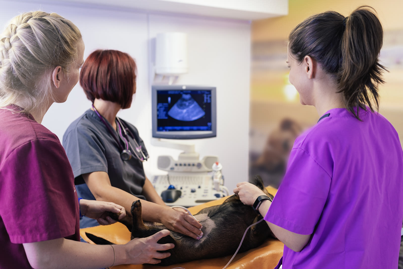 Three veterinary staff performing an ultrasound exam on a small dog on table
