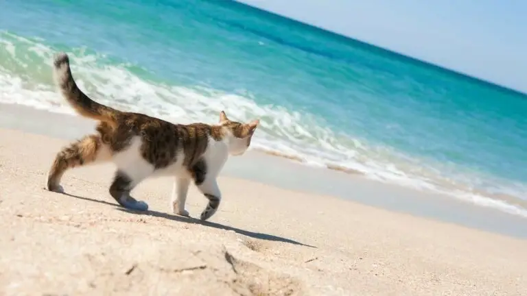 Tabby and white cat walking along a sandy beach beside turquoise waves