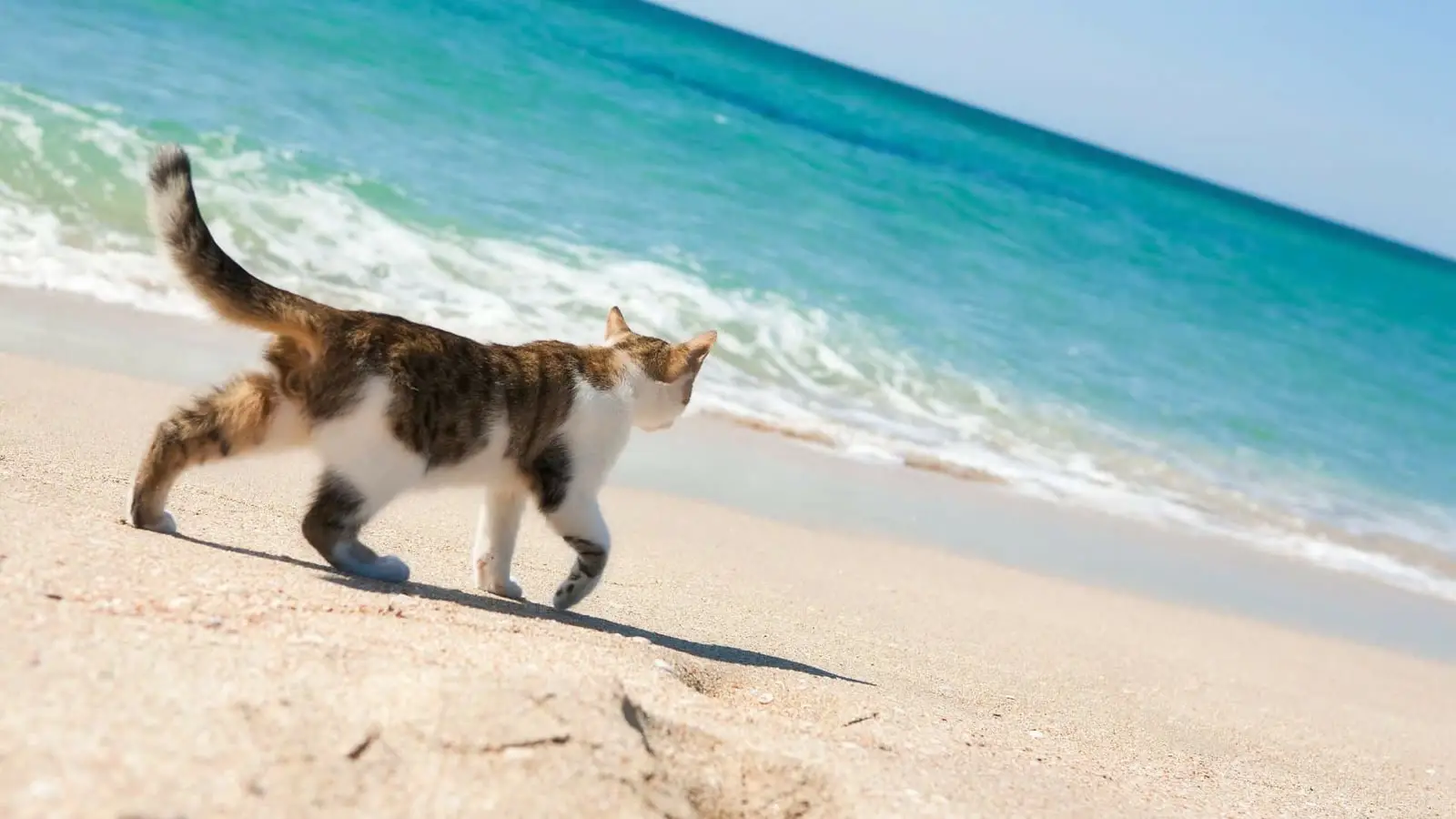Tabby and white cat walking along a sandy beach beside turquoise waves