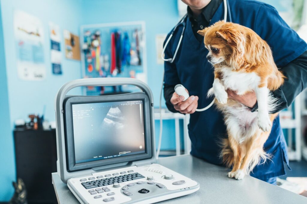 Veterinarian holding a small dog beside an ultrasound machine displaying a scan