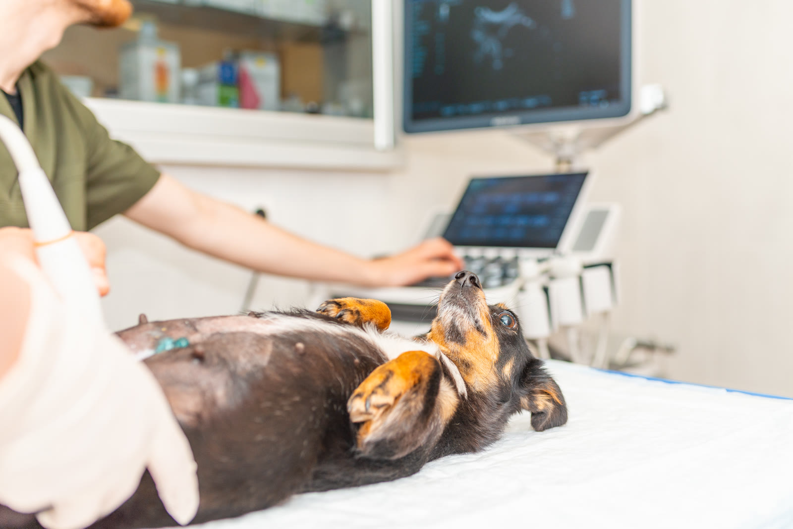 Veterinarian performing an echocardiogram ultrasound on a small dog lying on exam table