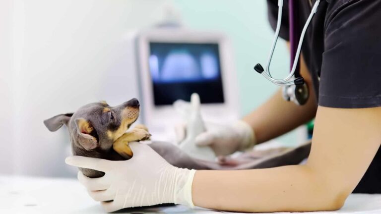 Veterinarian in gloves examining small dog during ultrasound screen display nearby